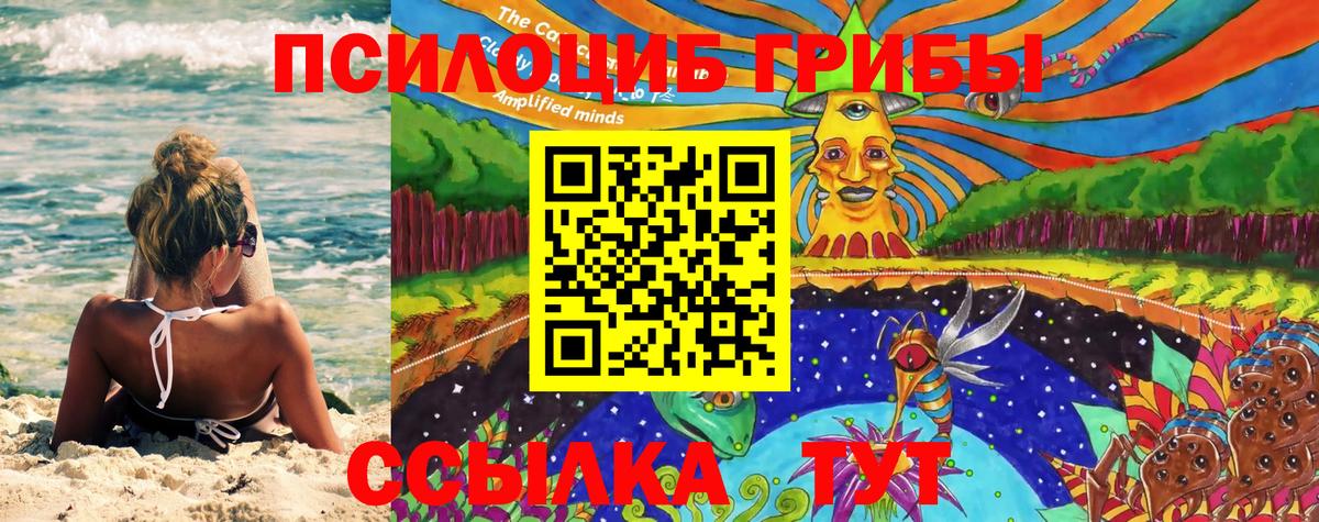 Кудрово  Псилоцибиновые грибы Psilocybine cubensis  наркотики  Вход с VPN 
